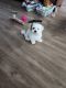 Lhasa Apso Puppies for sale in Land O' Lakes, FL, USA. price: $800