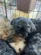 Lhasa Apso Puppies for sale in Southern California, CA, USA. price: $700