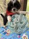 Lhasa Apso Puppies for sale in Altoona, PA, USA. price: $950