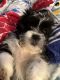 Lhasa Apso Puppies for sale in Altoona, PA, USA. price: $95,000