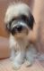 Lhasa Apso Puppies for sale in Cocoa, FL, USA. price: $750