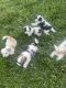 Lhasa Apso Puppies for sale in Bloomfield, CT, USA. price: $1,000