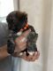 Lhasa Apso Puppies for sale in Bethpage, NY 11714, USA. price: $2,000