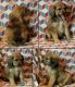 Lhasa Apso Puppies for sale in Guthrie, OK, USA. price: $500
