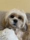 Lhasa Apso Puppies for sale in Thousand Oaks, CA, USA. price: NA