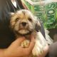 Lhasa Apso Puppies for sale in Billings, MT, USA. price: NA