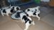 Lhasa Apso Puppies for sale in Riverside, CA, USA. price: $500