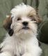 Lhasa Apso Puppies for sale in Skates Cir, Buckingham, FL 33905, USA. price: $1,600