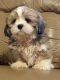 Lhasa Apso Puppies for sale in Coker, AL 35452, USA. price: $750