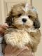 Lhasa Apso Puppies for sale in Coker, AL 35452, USA. price: $750