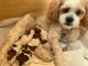 Lhasa Apso Puppies for sale in Florida Panhandle, FL, USA. price: $1,700