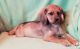 Lhasa Apso Puppies for sale in Guthrie, OK, USA. price: $300