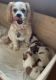 Lhasa Apso Puppies for sale in Baker, FL 32531, USA. price: $2,000