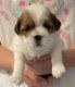 Lhasa Apso Puppies for sale in Florida Panhandle, FL, USA. price: $1,500