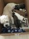 Lhasa Apso Puppies for sale in San Diego, CA, USA. price: $2,000