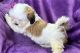 Lhasa Apso Puppies for sale in Atlanta, Georgia. price: $450