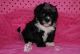 Lhasa Apso Puppies for sale in Greenville, South Carolina. price: $550