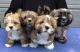 Lhasa Apso Puppies for sale in Louisville, Kentucky. price: $400