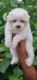 Lhasa Apso Puppies for sale in Chennai, Tamil Nadu. price: 7,000 INR