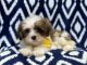 Lhasa Apso Puppies for sale in Lakeland, Florida. price: $700