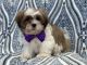 Lhasa Apso Puppies for sale in Lakeland, Florida. price: $700