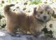 Lhasa Apso Puppies for sale in hyderabad, Ambavaram, Andhra Pradesh 523112, India. price: 2 INR