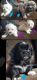 Lhasa Apso Puppies for sale in Guthrie, OK, USA. price: $400