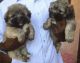 Lhasa Apso Puppies for sale in New Delhi, Delhi 110001, India. price: 15000 INR