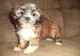 Lhasa Apso Puppies for sale in Alachua, FL, USA. price: NA