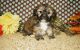 Lhasa Apso Puppies for sale in Oak Park, MI 48237, USA. price: $500