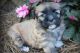 Lhasa Apso Puppies for sale in Anaheim, CA, USA. price: NA