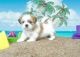Lhasa Apso Puppies for sale in Brownsville, West Windsor, VT 05089, USA. price: NA