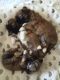 Lhasa Apso Puppies for sale in Gilbert, AZ, USA. price: $450