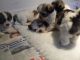 Lhasa Apso Puppies for sale in Rialto, CA, USA. price: NA