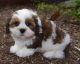 Lhasa Apso Puppies for sale in Boise, ID, USA. price: $500