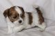 Lhasa Apso Puppies for sale in Holderness, NH, USA. price: NA