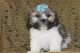 Lhasa Apso Puppies for sale in New York, NY, USA. price: NA