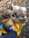Lhasa Apso Puppies for sale in Bloomfield, CT, USA. price: $750