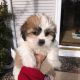 Lhasa Apso Puppies for sale in Bloomfield, CT, USA. price: $850