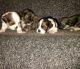 Lhasa Apso Puppies for sale in St Paul, MN, USA. price: NA
