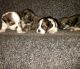 Lhasa Apso Puppies for sale in Hartford, CT, USA. price: NA