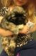 Lhasa Apso Puppies for sale in Providence, RI, USA. price: NA