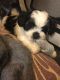Lhasa Apso Puppies for sale in NJ-38, Cherry Hill, NJ 08002, USA. price: NA