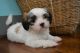 Lhasa Apso Puppies for sale in Pittsburgh, PA, USA. price: $950