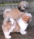 Lhasa Apso Puppies for sale in 58503 Rd 225, North Fork, CA 93643, USA. price: NA