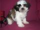Lhasa Apso Puppies for sale in Bloomfield Ave, Bloomfield, CT 06002, USA. price: $500