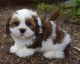 Lhasa Apso Puppies for sale in Escondido, CA, USA. price: $500