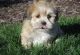 Lhasa Apso Puppies for sale in New York, NY, USA. price: $500
