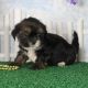Lhasa Apso Puppies for sale in Escondido, CA, USA. price: NA