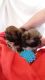 Lhasa Apso Puppies for sale in Delaware, OH 43015, USA. price: $600